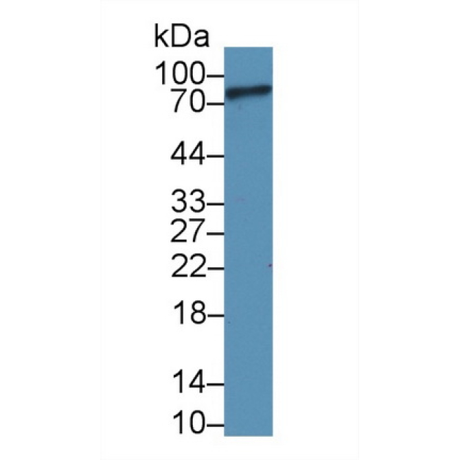 Complement Component 1, S Subcomponent (C1s) Human Polyclonal Antibody