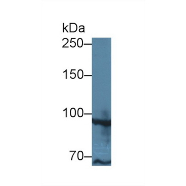 TATA Box Binding Protein Associated Factor 2 (TAF2) Human Polyclonal Antibody