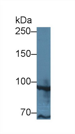 TATA Box Binding Protein Associated Factor 2 (TAF2) Human Polyclonal Antibody