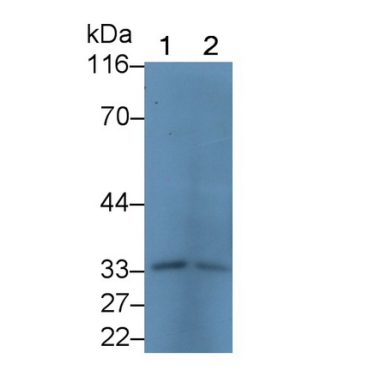 Prion Protein (PRNP) Human Polyclonal Antibody