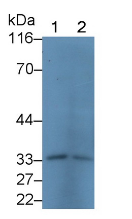 Prion Protein (PRNP) Human Polyclonal Antibody