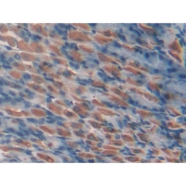 Duffy Blood Group Chemokine Receptor (DARC) Mouse Polyclonal Antibody