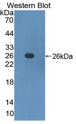 Suppressors Of Cytokine Signaling 3 (SOCS3) Mouse Polyclonal Antibody