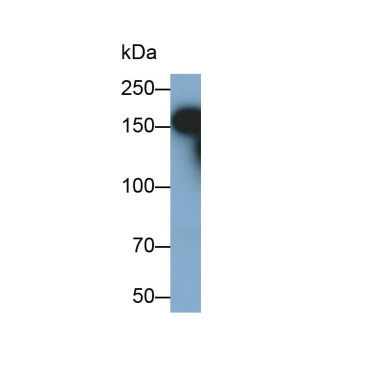 Integrin Alpha M (CD11b) Mouse Polyclonal Antibody