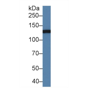 Integrin Alpha M (CD11b) Mouse Polyclonal Antibody
