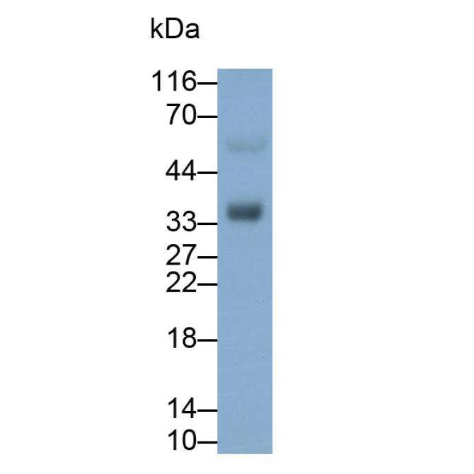 B-Cell Activating Factor (BAFF) Mouse Polyclonal Antibody