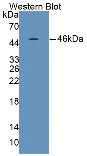 Interleukin 21 (IL21) Rat Polyclonal Antibody