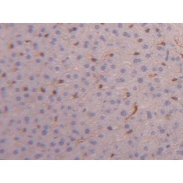 Fatty Acid Binding Protein 4 (FABP4) Mouse Polyclonal Antibody