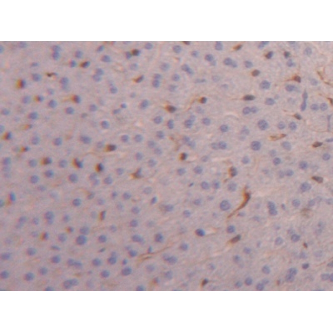 Fatty Acid Binding Protein 4 (FABP4) Mouse Polyclonal Antibody