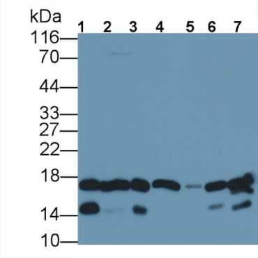 Fatty Acid Binding Protein 4 (FABP4) Mouse Polyclonal Antibody