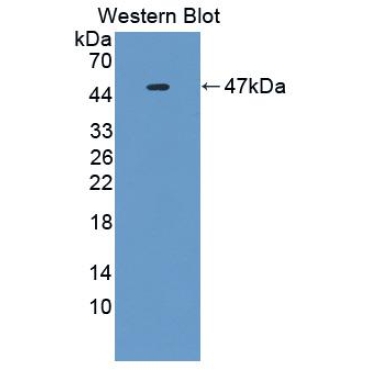 Interleukin 25 (IL25) Mouse Polyclonal Antibody