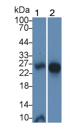 Interleukin 25 (IL25) Rat Polyclonal Antibody
