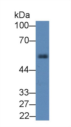 Alpha-1-Antitrypsin (a1AT) Rat Polyclonal Antibody