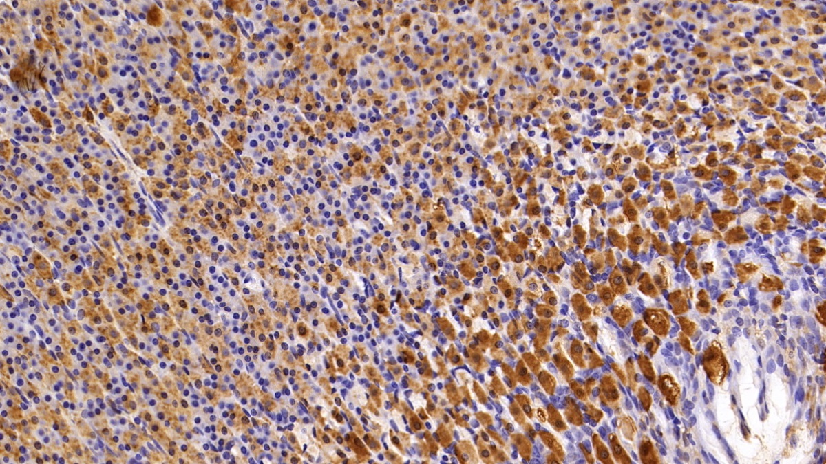 Lactate Dehydrogenase B (LDHB) Rat Polyclonal Antibody