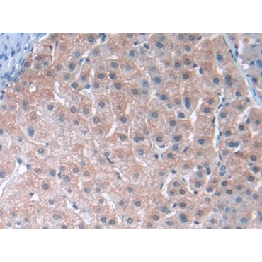 Angiopoietin Like Protein 3 (ANGPTL3) Human Polyclonal Antibody