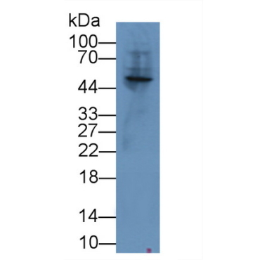 Angiopoietin Like Protein 3 (ANGPTL3) Mouse Polyclonal Antibody