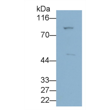 Angiopoietin Like Protein 3 (ANGPTL3) Mouse Polyclonal Antibody