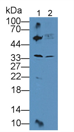 TATA Binding Protein (TBP) Mouse Polyclonal Antibody