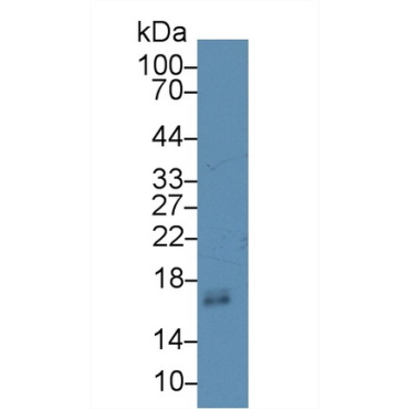 Defensin Alpha 1, Neutrophil (DEFa1) Mouse Polyclonal Antibody