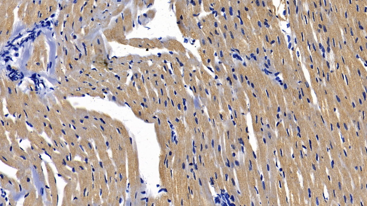 Myeloid Differentiation Factor 88 (MyD88) Rat Polyclonal Antibody