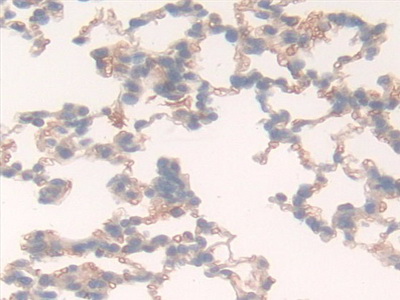 Glycophorin C (GYPC) Rat Polyclonal Antibody