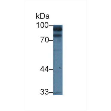 Kell Protein (KEL) Mouse Polyclonal Antibody