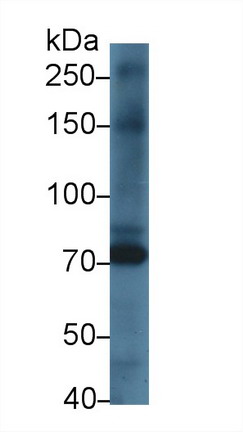 Kell Protein (KEL) Rat Polyclonal Antibody