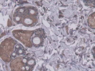 Rh Associated Glycoprotein (RHAG) Rat Polyclonal Antibody
