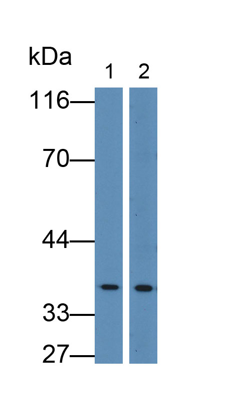 Pyridoxal Kinase (PDXK) Rat Polyclonal Antibody