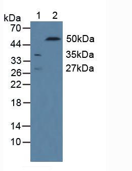 Cluster of Differentiation 244 (CD244) Rat Polyclonal Antibody