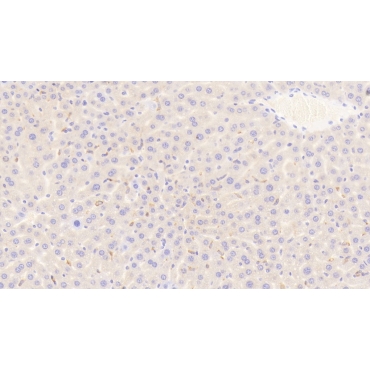 Cluster Of Differentiation (CD163) Mouse Polyclonal Antibody