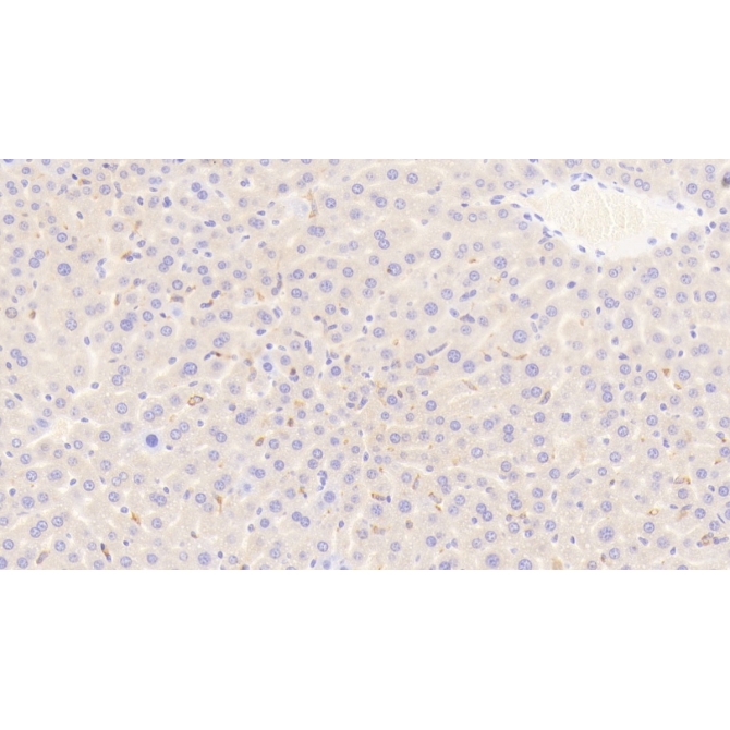 Cluster Of Differentiation (CD163) Mouse Polyclonal Antibody