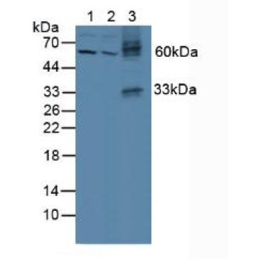 Bone Morphogenetic Protein 9 (BMP9) Human Polyclonal Antibody