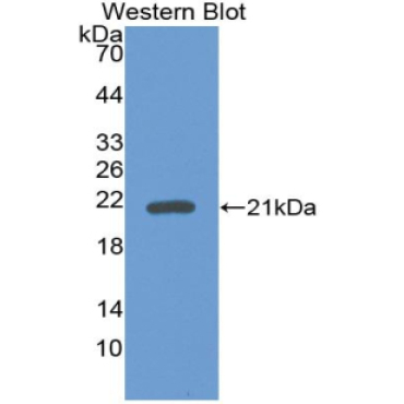 Bone Morphogenetic Protein 9 (BMP9) Mouse Polyclonal Antibody