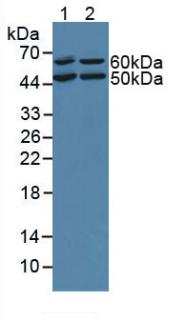 Oncoprotein Induced Transcript 3 (OIT3) Rat Polyclonal Antibody