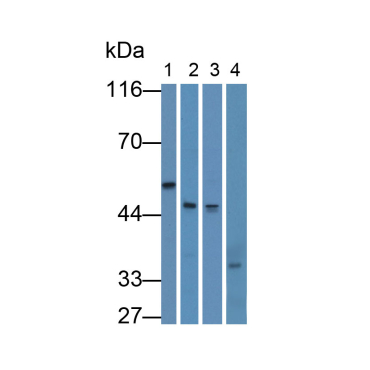 Cluster Of differentiation 299 (CD299) Human Polyclonal Antibody