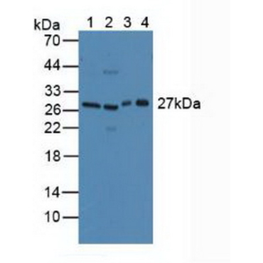 Cluster Of differentiation 301 (CD301) Mouse Polyclonal Antibody