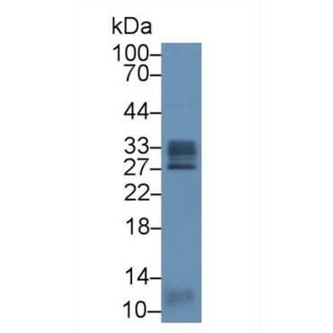 C-Type Lectin Domain Family 13, Member A (CLEC13A) Human Polyclonal Antibody
