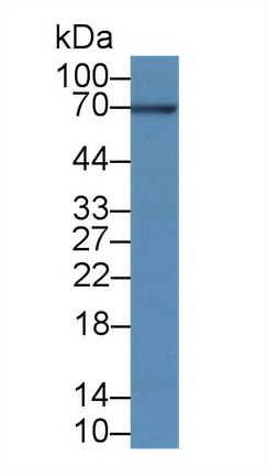 B-Cell CLL/Lymphoma 3 (Bcl3) Rat Polyclonal Antibody