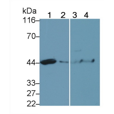 Caspase 4 (CASP4) Bovine (Cattle) Polyclonal Antibody