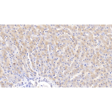 Caspase 4 (CASP4) Bovine (Cattle) Polyclonal Antibody