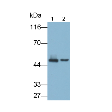 Caspase 4 (CASP4) Human Polyclonal Antibody