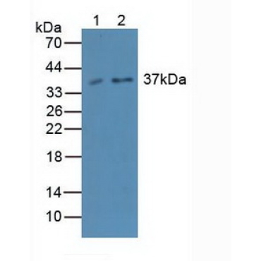 Caspase 4 (CASP4) Human Polyclonal Antibody
