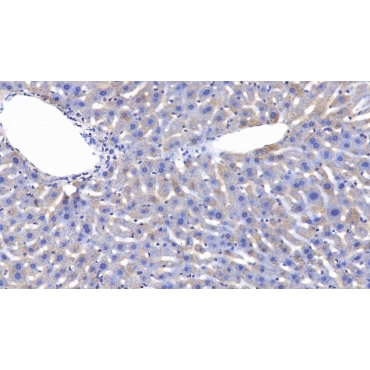 Caspase 4 (CASP4) Mouse Polyclonal Antibody