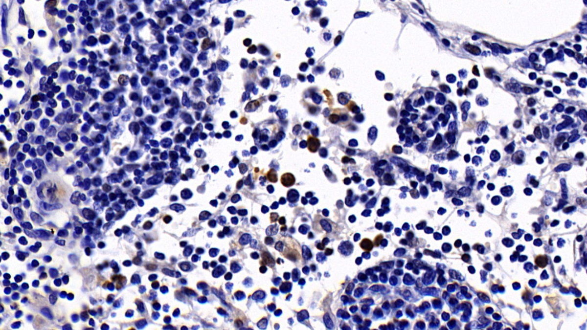 Caspase 4 (CASP4) Rat Polyclonal Antibody