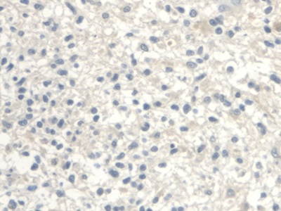 UDP Glucose Ceramide Glucosyltransferase (UGCG) Human Polyclonal Antibody