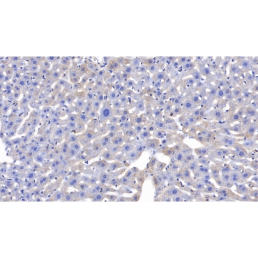 Signal Transducer And Activator Of Transcription 3 (STAT3) Human, Mouse Polyclonal Antibody