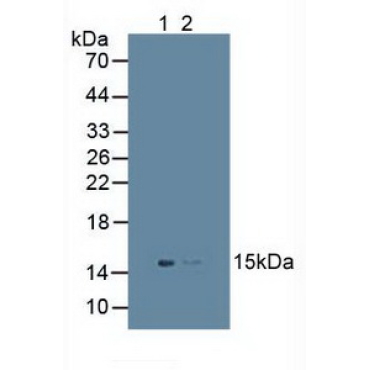Ubiquitin D (UBD) Human Polyclonal Antibody