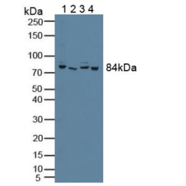 Phosphofructokinase, Platelet (PFKP) Human Polyclonal Antibody