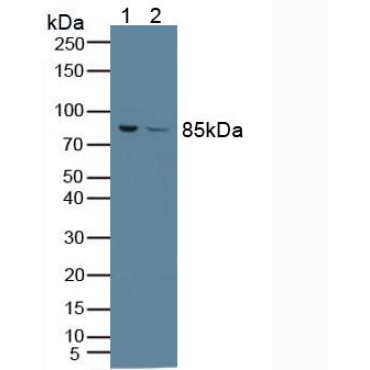 Phosphofructokinase, Platelet (PFKP) Mouse Polyclonal Antibody